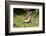 Eastern Tiger Swallowtail on Butterfly Bush, Illinois-Richard & Susan Day-Framed Photographic Print