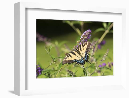 Eastern Tiger Swallowtail on Butterfly Bush, Illinois-Richard & Susan Day-Framed Photographic Print