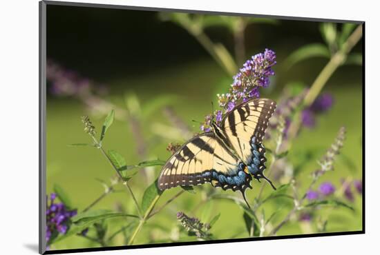 Eastern Tiger Swallowtail on Butterfly Bush, Illinois-Richard & Susan Day-Mounted Photographic Print