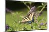 Eastern Tiger Swallowtail on Butterfly Bush, Illinois-Richard & Susan Day-Mounted Photographic Print