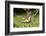 Eastern Tiger Swallowtail on Butterfly Bush, Illinois-Richard & Susan Day-Framed Photographic Print