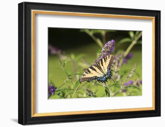 Eastern Tiger Swallowtail on Butterfly Bush, Illinois-Richard & Susan Day-Framed Photographic Print