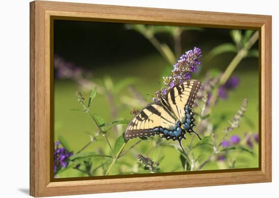 Eastern Tiger Swallowtail on Butterfly Bush, Illinois-Richard & Susan Day-Framed Premier Image Canvas