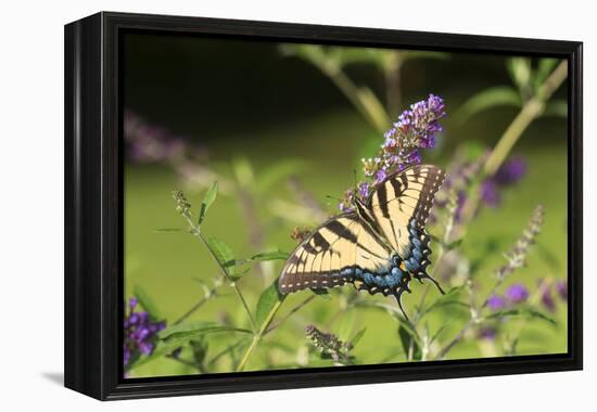 Eastern Tiger Swallowtail on Butterfly Bush, Illinois-Richard & Susan Day-Framed Premier Image Canvas