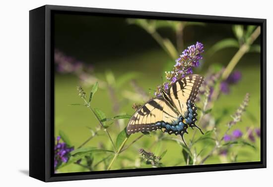 Eastern Tiger Swallowtail on Butterfly Bush, Illinois-Richard & Susan Day-Framed Premier Image Canvas