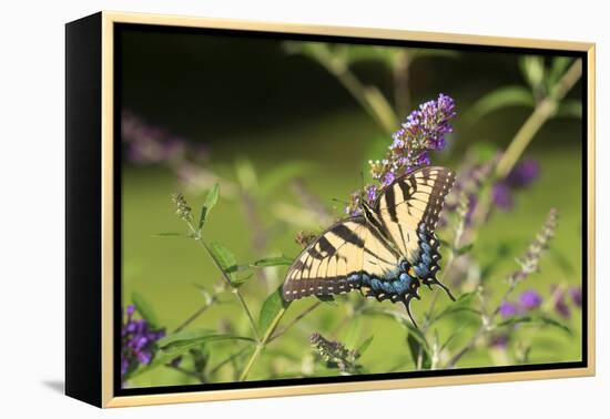 Eastern Tiger Swallowtail on Butterfly Bush, Illinois-Richard & Susan Day-Framed Premier Image Canvas