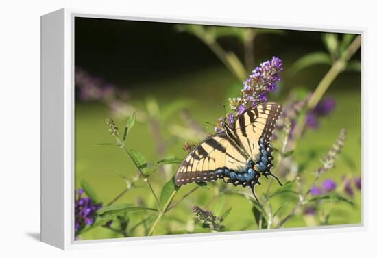 Eastern Tiger Swallowtail on Butterfly Bush, Illinois-Richard & Susan Day-Framed Premier Image Canvas