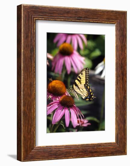 Eastern Tiger Swallowtail on Purple Coneflower, Marion County, Illinois-Richard and Susan Day-Framed Photographic Print