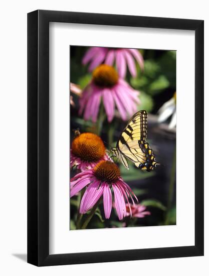 Eastern Tiger Swallowtail on Purple Coneflower, Marion County, Illinois-Richard and Susan Day-Framed Photographic Print