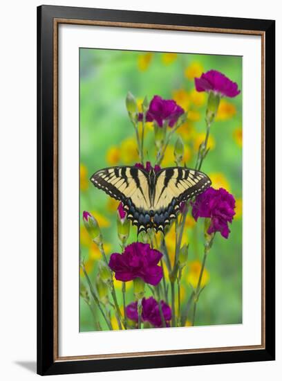 Eastern Tiger Swallowtail-Darrell Gulin-Framed Photographic Print