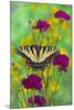 Eastern Tiger Swallowtail-Darrell Gulin-Mounted Photographic Print