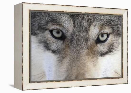 Eastern Timber Wolf, Canis Lupus Lycaon, Close-Up-Ronald Wittek-Framed Premier Image Canvas