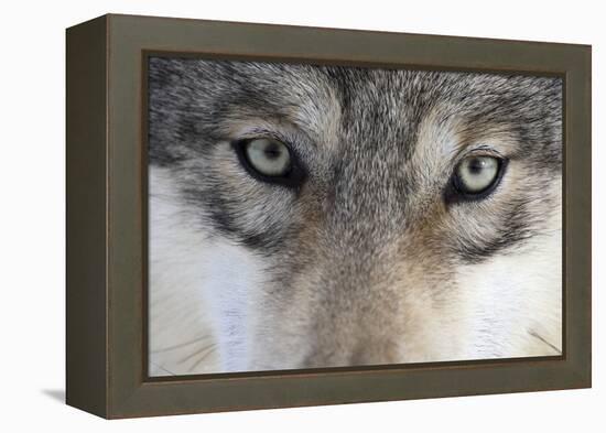 Eastern Timber Wolf, Canis Lupus Lycaon, Close-Up-Ronald Wittek-Framed Premier Image Canvas