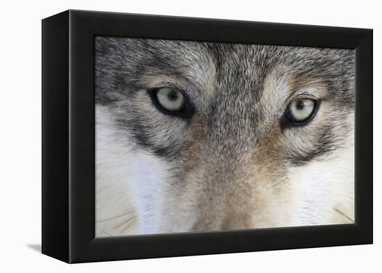 Eastern Timber Wolf, Canis Lupus Lycaon, Close-Up-Ronald Wittek-Framed Premier Image Canvas