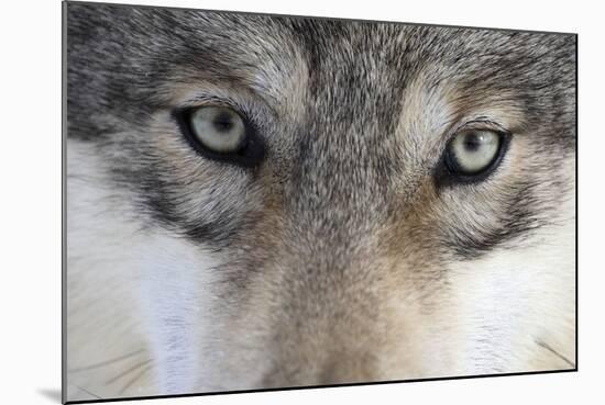 Eastern Timber Wolf, Canis Lupus Lycaon, Close-Up-Ronald Wittek-Mounted Photographic Print