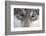 Eastern Timber Wolf, Canis Lupus Lycaon, Close-Up-Ronald Wittek-Framed Photographic Print