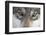 Eastern Timber Wolf, Canis Lupus Lycaon, Close-Up-Ronald Wittek-Framed Photographic Print