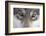 Eastern Timber Wolf, Canis Lupus Lycaon, Close-Up-Ronald Wittek-Framed Photographic Print