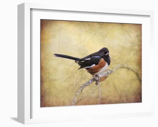 Eastern Towhee Portrait-Jai Johnson-Framed Giclee Print