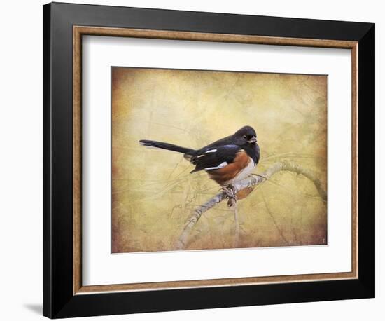 Eastern Towhee Portrait-Jai Johnson-Framed Giclee Print