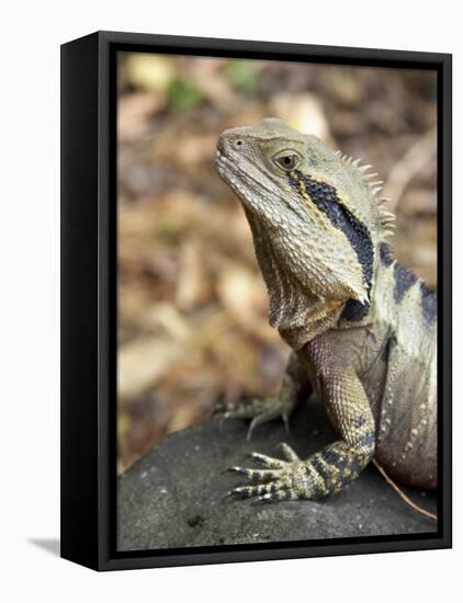 Eastern Water Dragon, Australia-David Wall-Framed Premier Image Canvas