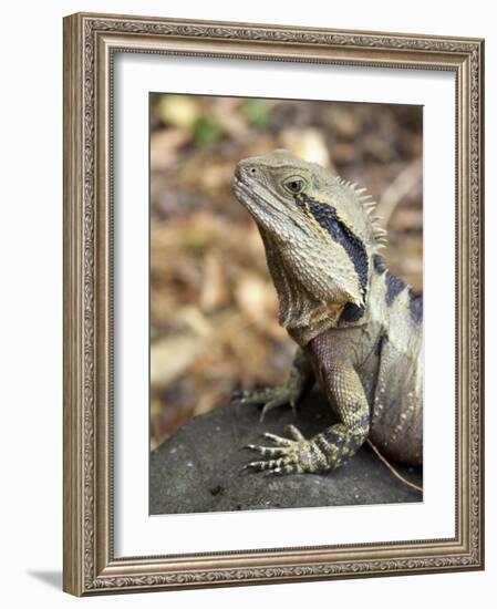 Eastern Water Dragon, Australia-David Wall-Framed Photographic Print