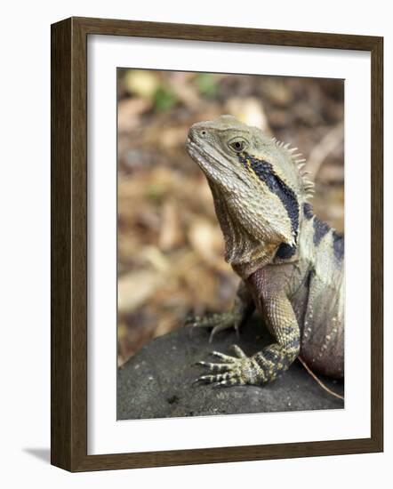 Eastern Water Dragon, Australia-David Wall-Framed Photographic Print