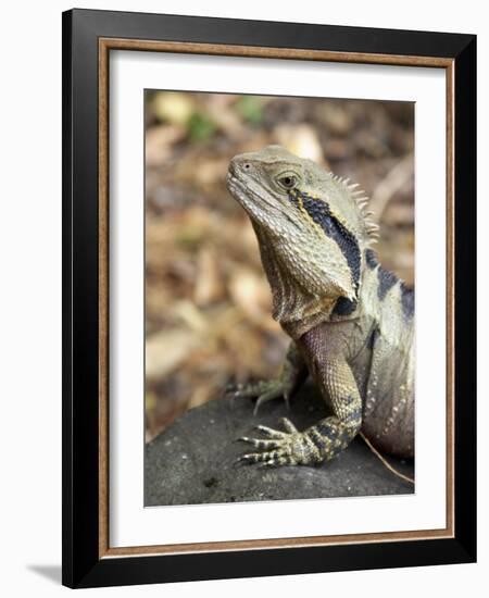 Eastern Water Dragon, Australia-David Wall-Framed Photographic Print