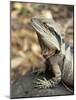 Eastern Water Dragon, Australia-David Wall-Mounted Photographic Print