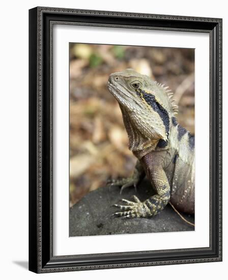 Eastern Water Dragon, Australia-David Wall-Framed Photographic Print