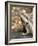 Eastern Water Dragon, Australia-David Wall-Framed Photographic Print