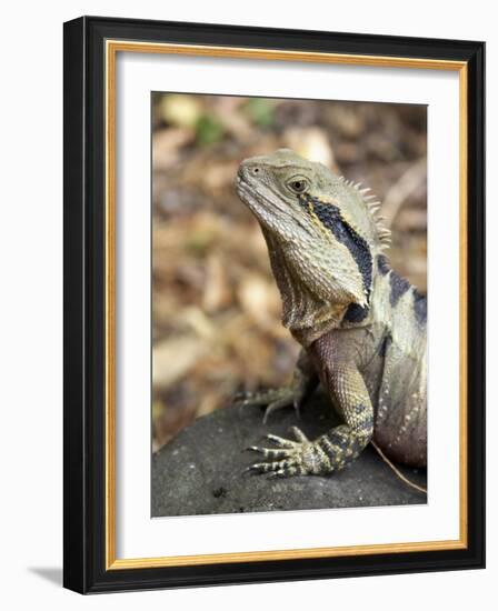 Eastern Water Dragon, Australia-David Wall-Framed Photographic Print