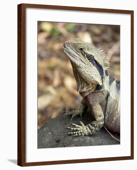 Eastern Water Dragon, Australia-David Wall-Framed Photographic Print