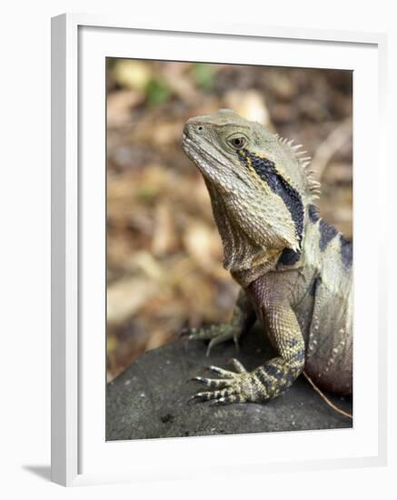 Eastern Water Dragon, Australia-David Wall-Framed Photographic Print