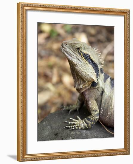 Eastern Water Dragon, Australia-David Wall-Framed Photographic Print