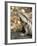 Eastern Water Dragon, Australia-David Wall-Framed Photographic Print