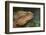 Eastern Water Dragon (Physignathus lesueurii), Australia-David Wall-Framed Photographic Print