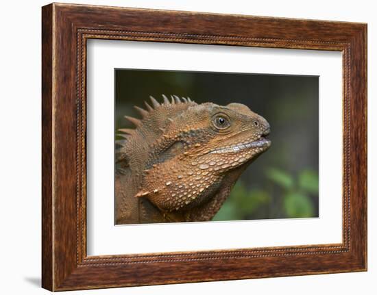 Eastern Water Dragon (Physignathus lesueurii), Australia-David Wall-Framed Photographic Print