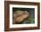 Eastern Water Dragon (Physignathus lesueurii), Australia-David Wall-Framed Photographic Print