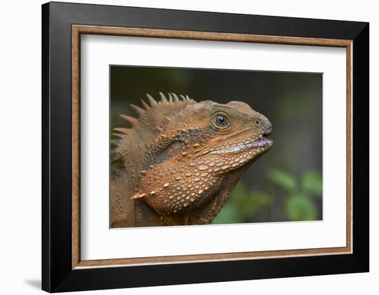 Eastern Water Dragon (Physignathus lesueurii), Australia-David Wall-Framed Photographic Print