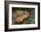 Eastern Water Dragon (Physignathus lesueurii), Australia-David Wall-Framed Photographic Print