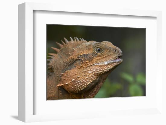 Eastern Water Dragon (Physignathus lesueurii), Australia-David Wall-Framed Photographic Print