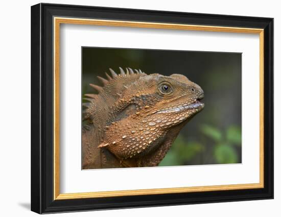 Eastern Water Dragon (Physignathus lesueurii), Australia-David Wall-Framed Photographic Print