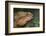 Eastern Water Dragon (Physignathus lesueurii), Australia-David Wall-Framed Photographic Print