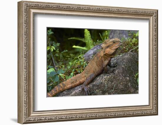 Eastern Water Dragon (Physignathus lesueurii), Australia-David Wall-Framed Photographic Print