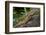 Eastern Water Dragon (Physignathus lesueurii), Australia-David Wall-Framed Photographic Print