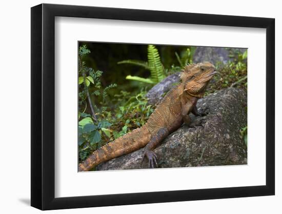 Eastern Water Dragon (Physignathus lesueurii), Australia-David Wall-Framed Photographic Print