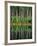 Eastern White Pines in Meadow Lake, Headwaters to the Lamprey River, New Hampshire, USA-Jerry & Marcy Monkman-Framed Photographic Print