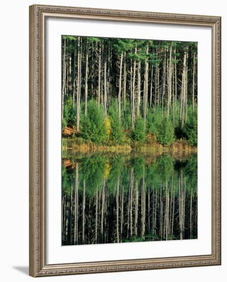 Eastern White Pines in Meadow Lake, Headwaters to the Lamprey River, New Hampshire, USA-Jerry & Marcy Monkman-Framed Photographic Print
