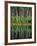 Eastern White Pines in Meadow Lake, Headwaters to the Lamprey River, New Hampshire, USA-Jerry & Marcy Monkman-Framed Photographic Print